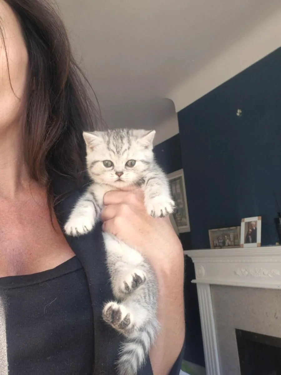 British Shorthair Kittens **one girl left** - Image 1