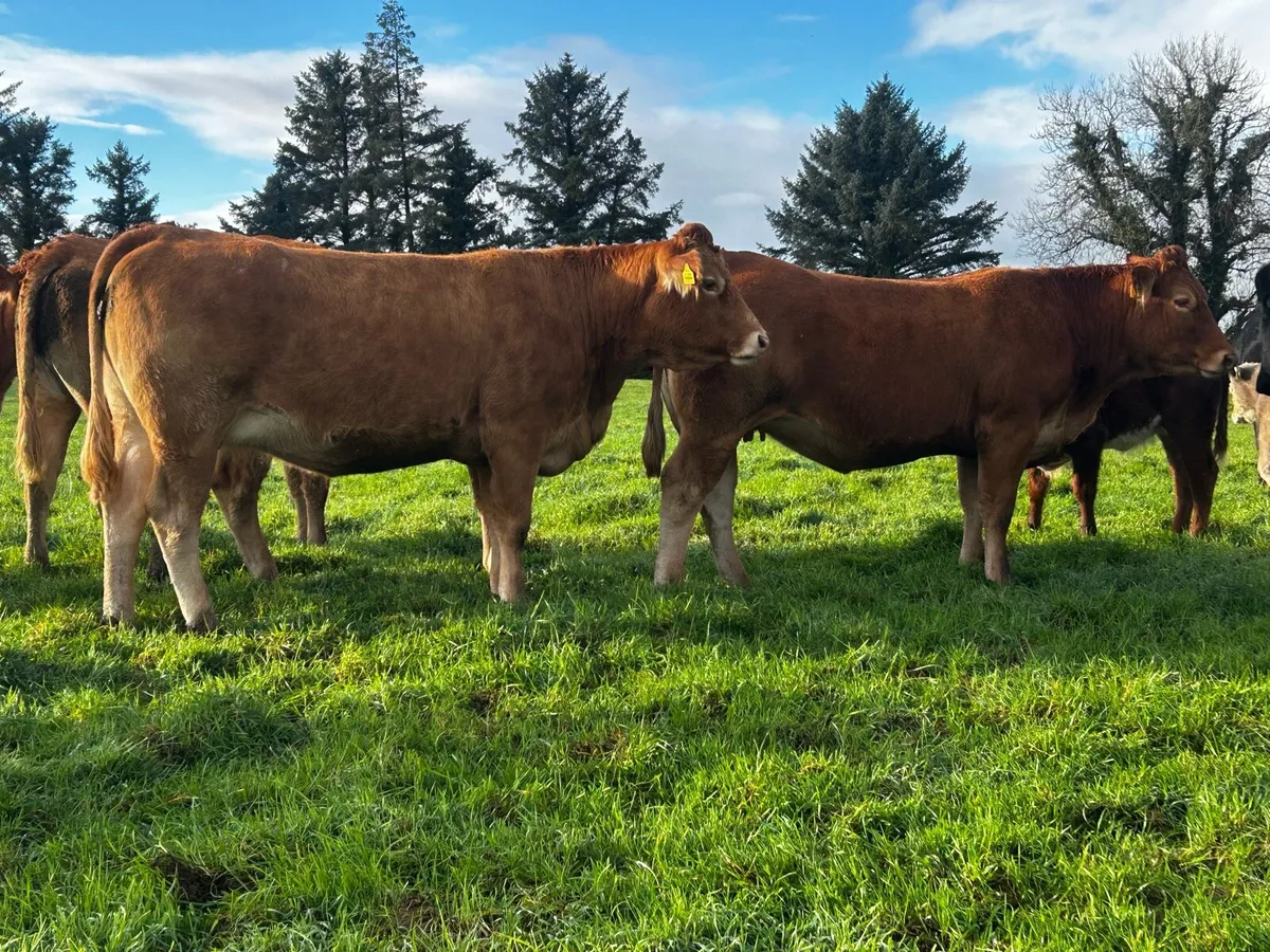 Two In-Calf Limousin Heifers - Image 1