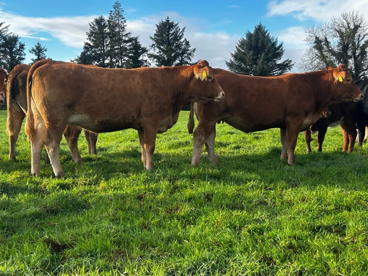Two In-Calf Limousin Heifers - Image 2