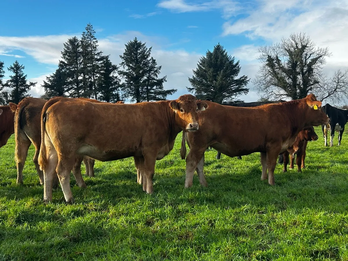 Two In-Calf Limousin Heifers - Image 3