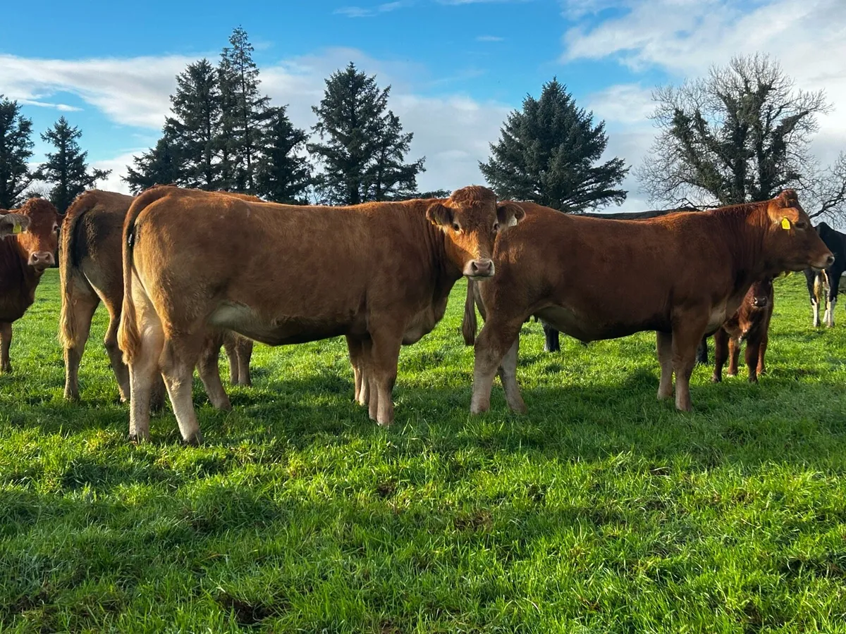 Two In-Calf Limousin Heifers - Image 4