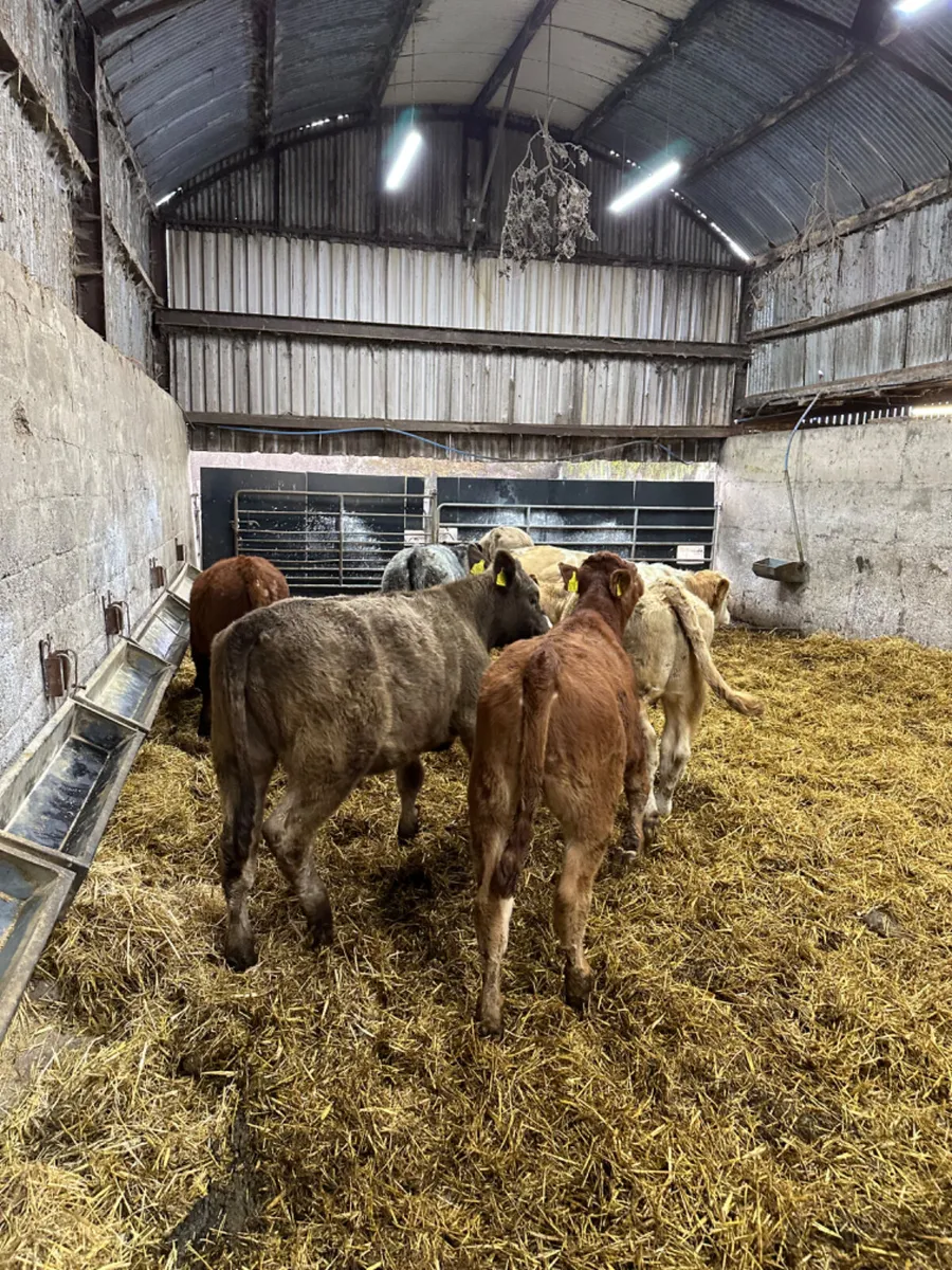 Charolais and lim bullocks - Image 1