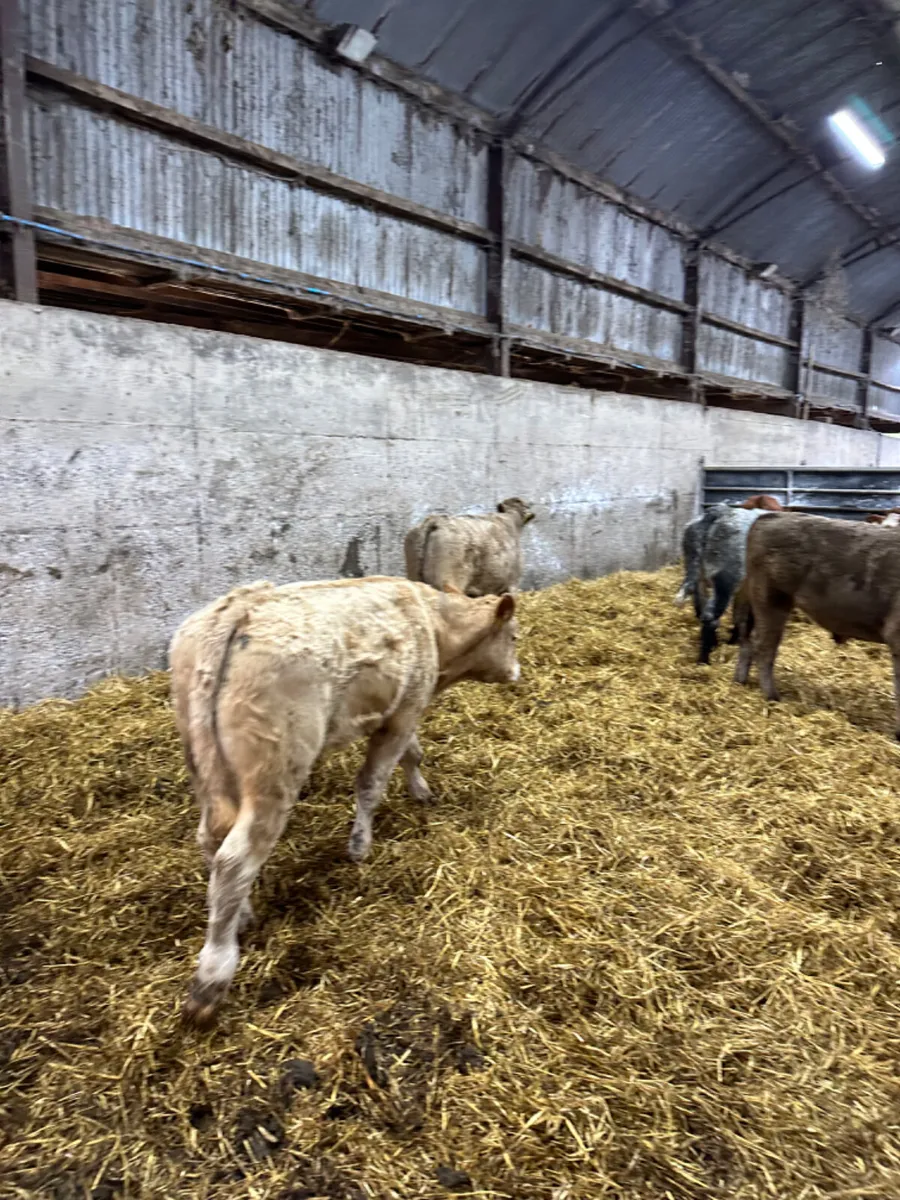 Charolais and lim bullocks - Image 4