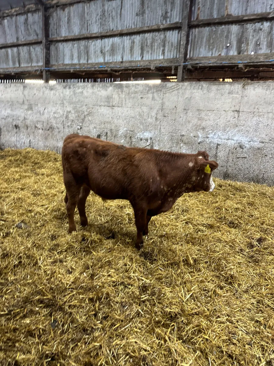 Charolais and lim bullocks - Image 2
