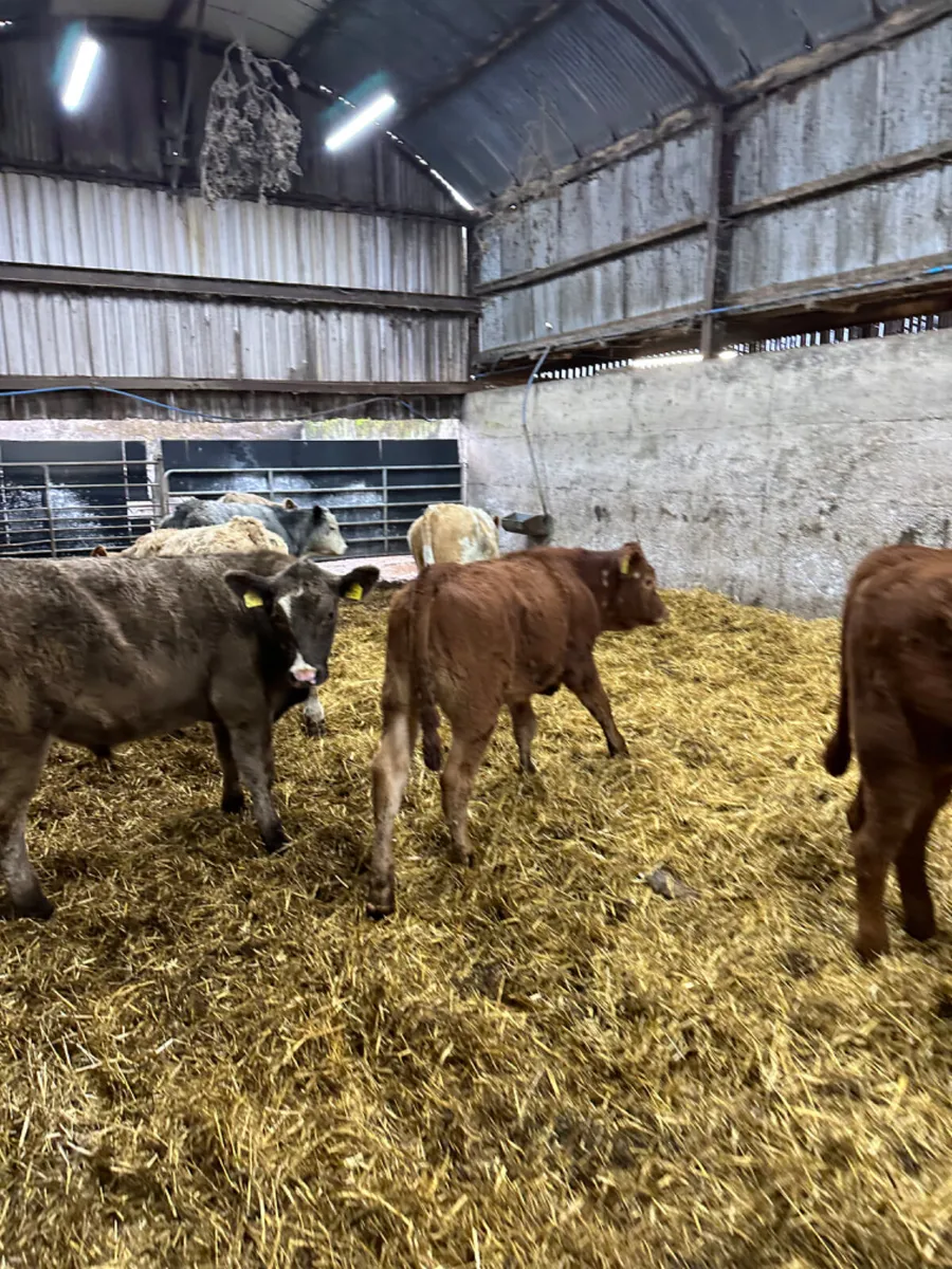 Charolais and lim bullocks - Image 3