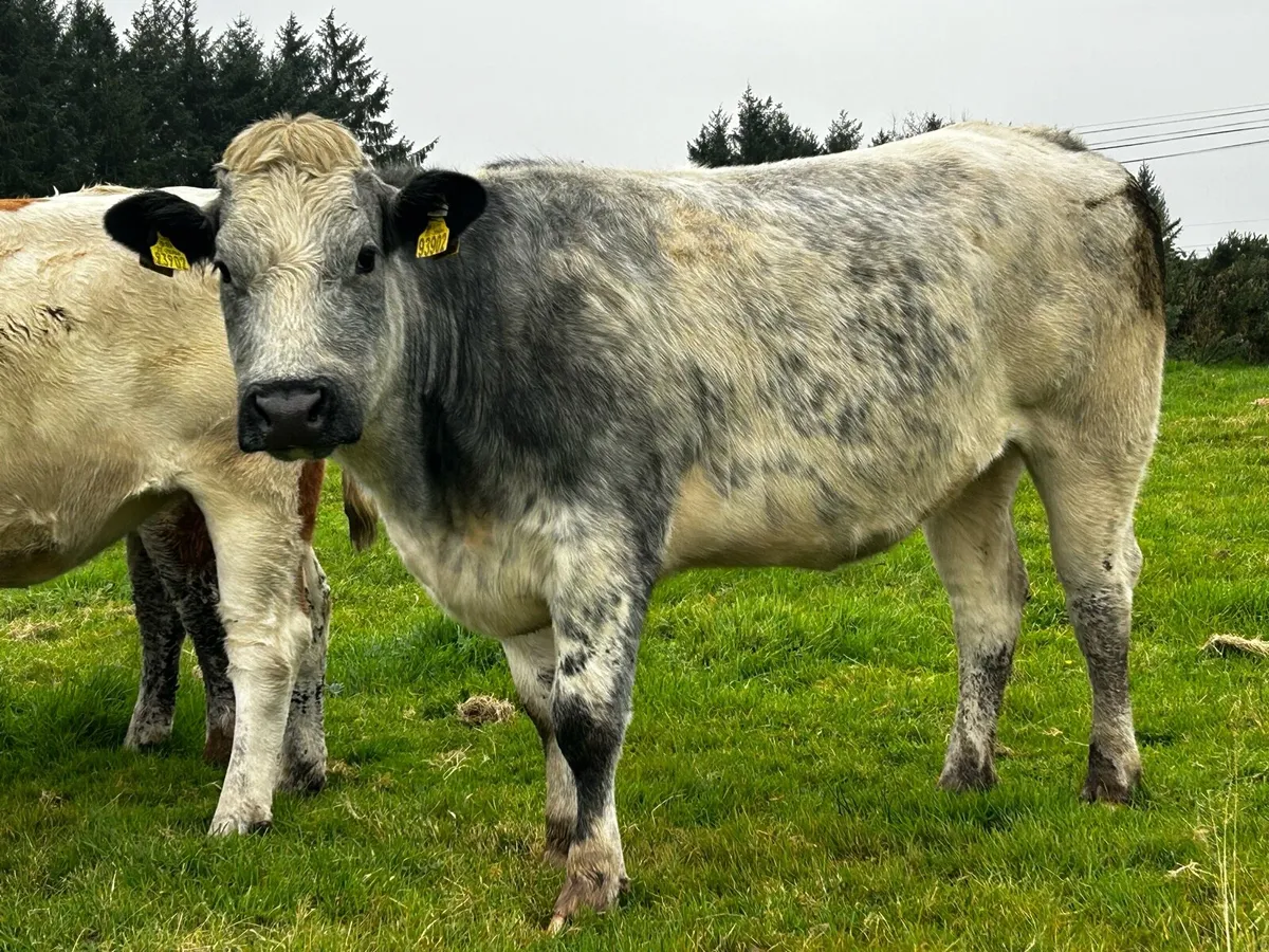 5 Star Belgium Blue Breeding Heifer - Image 1