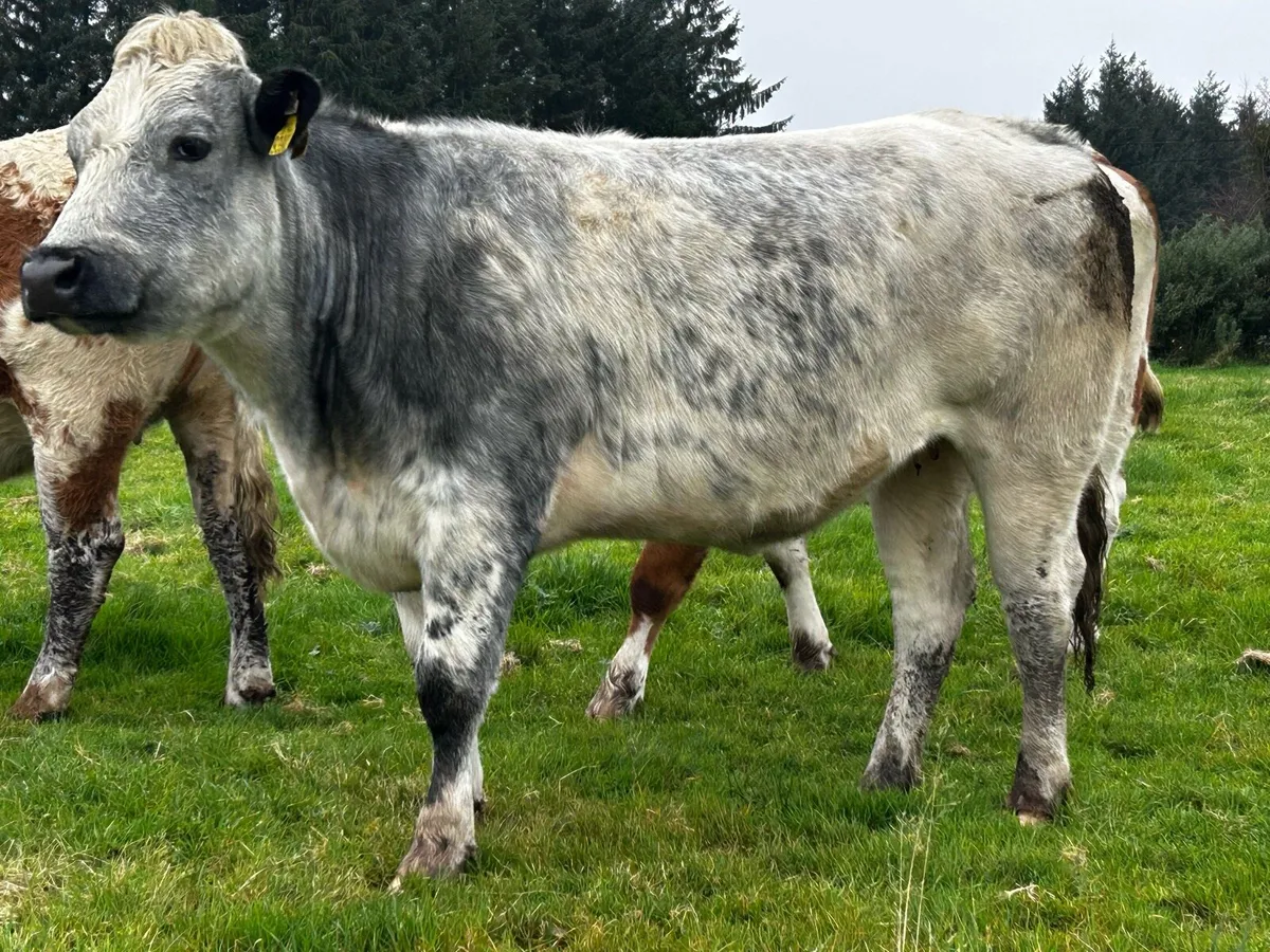 5 Star Belgium Blue Breeding Heifer - Image 2