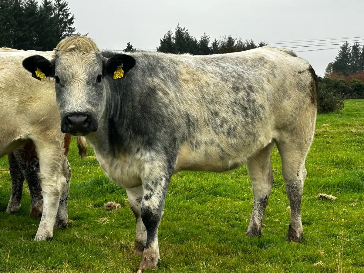 5 Star Belgium Blue Breeding Heifer - Image 3