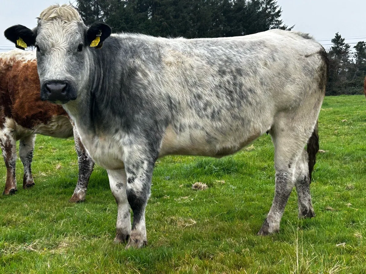 5 Star Belgium Blue Breeding Heifer - Image 4