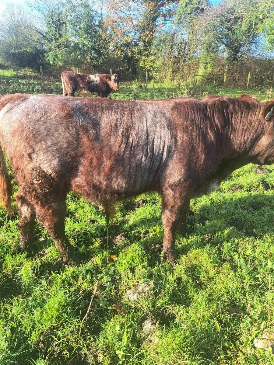 2 PB shorthorn bulls - Image 1