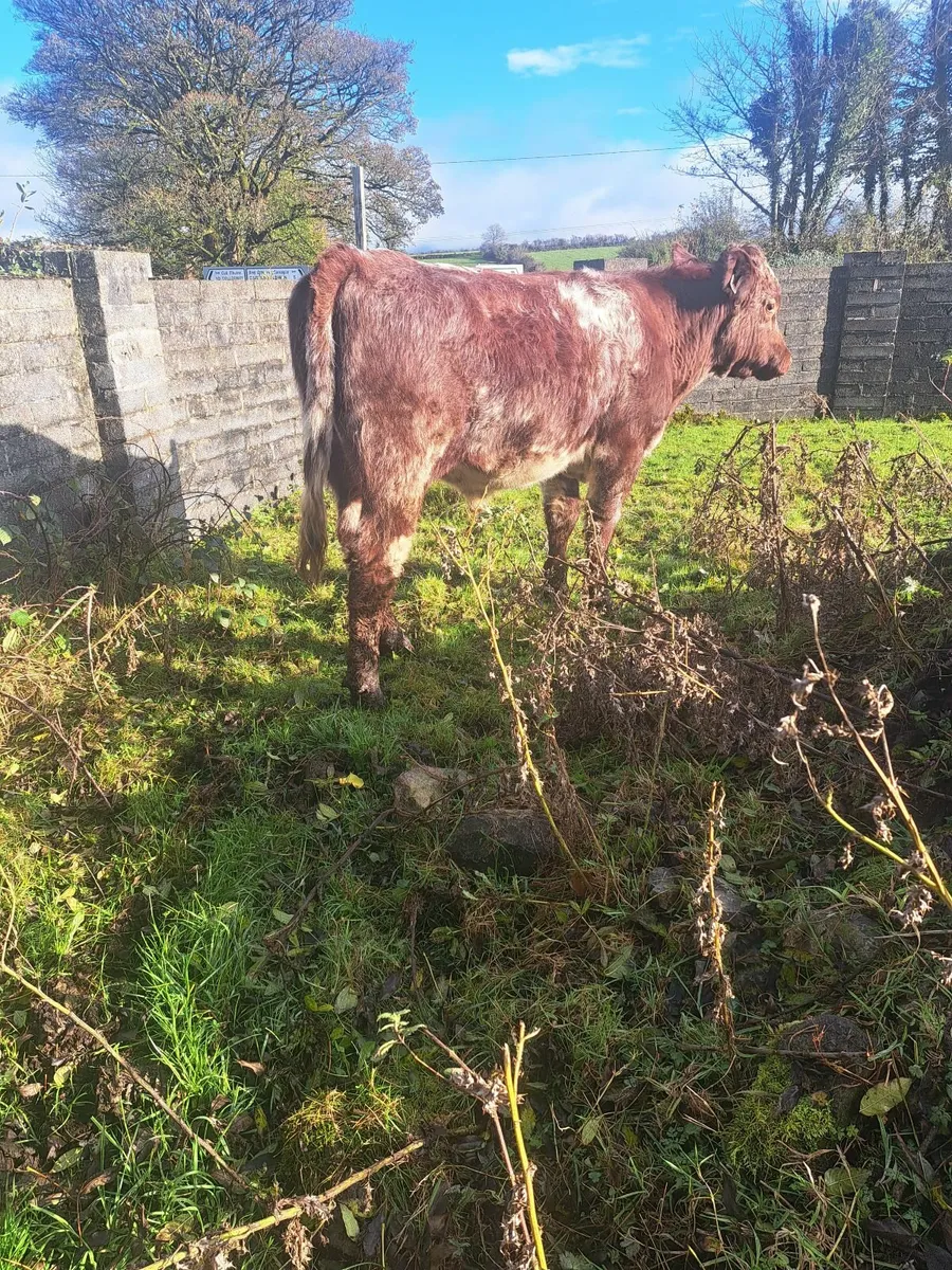 2 PB shorthorn bulls - Image 2