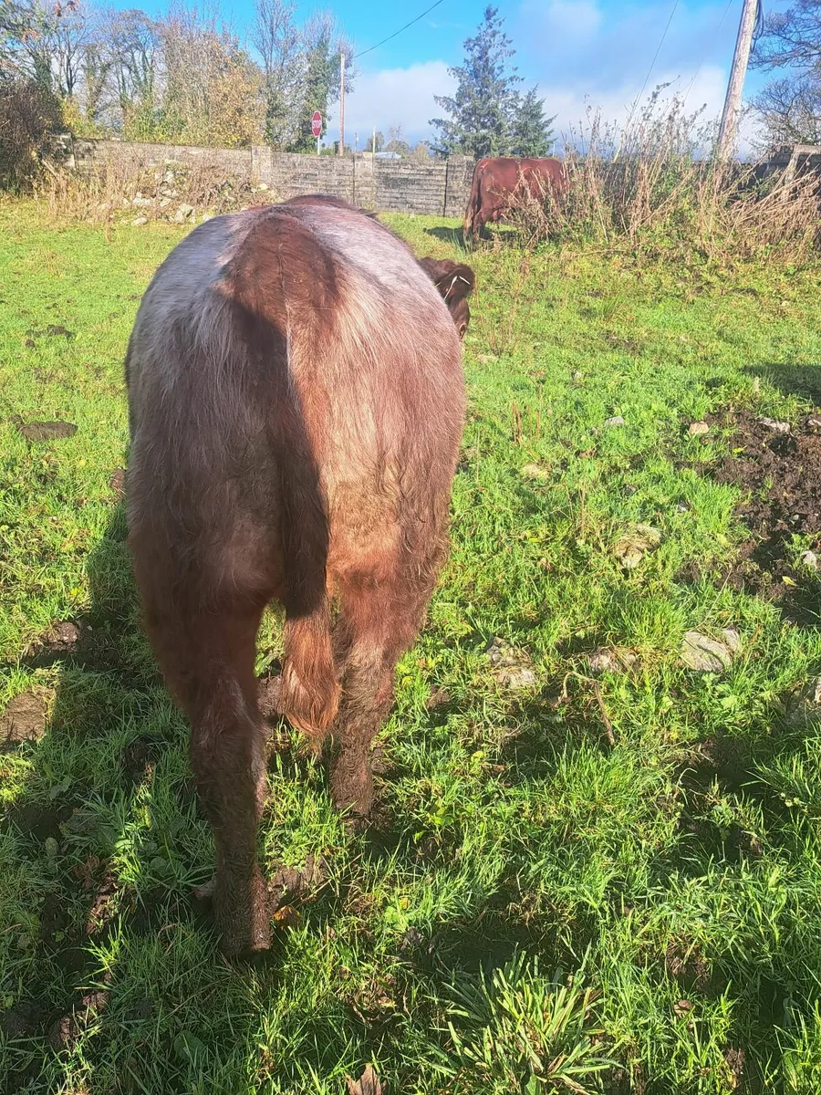 2 PB shorthorn bulls - Image 4