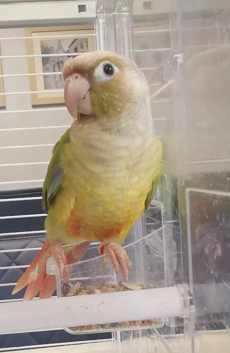 pineapple conure 5mths old - Image 1