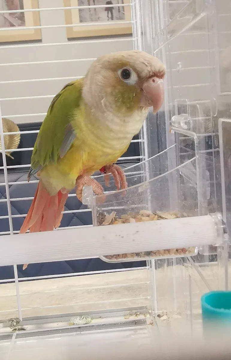 pineapple conure 5mths old - Image 2