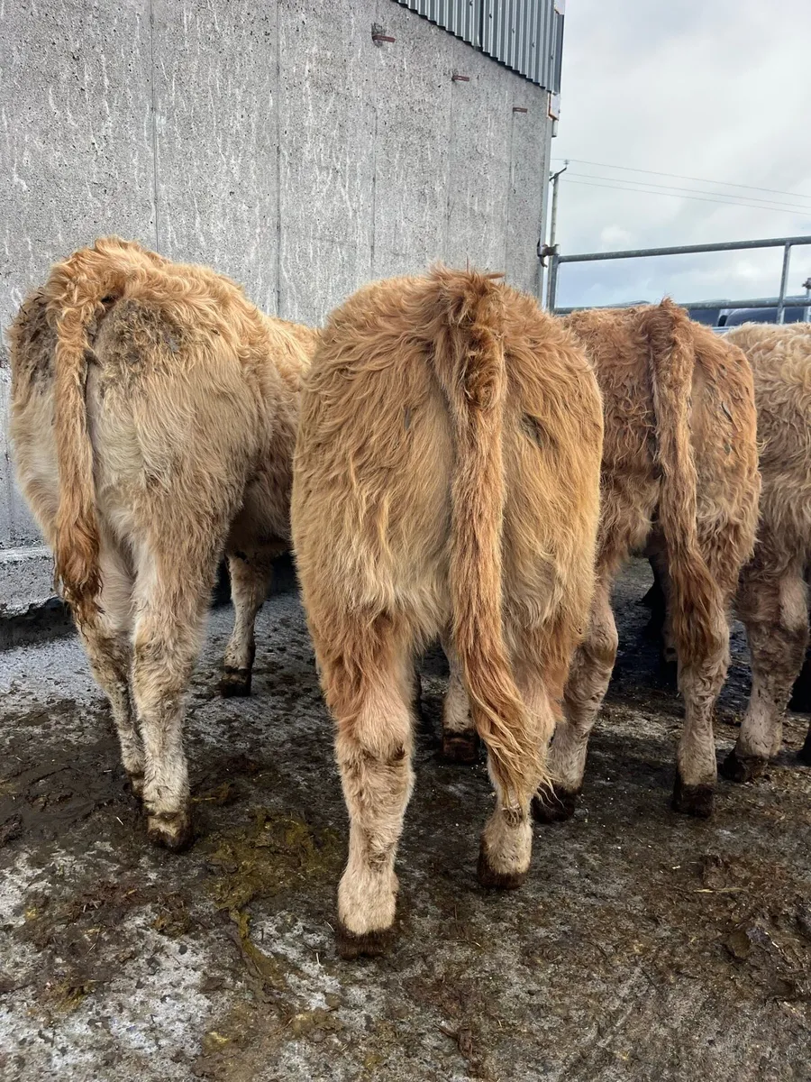 8 U grade weanling heifers - Image 1