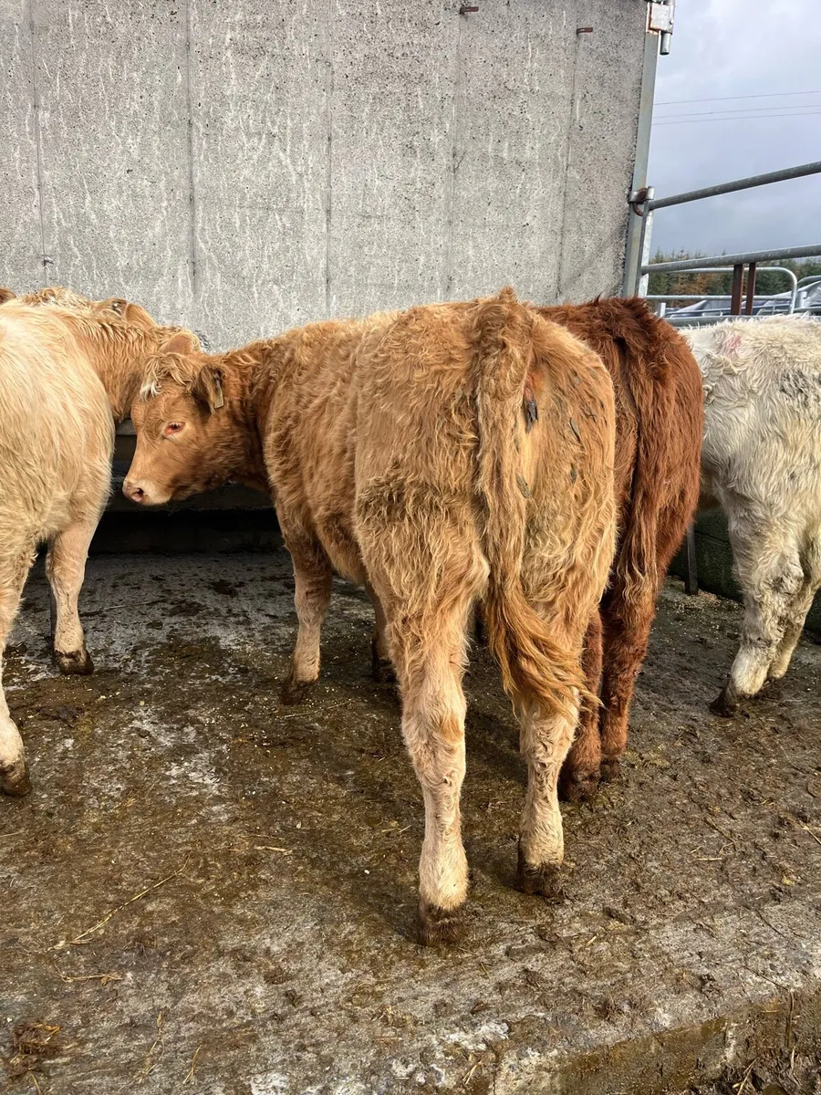 8 U grade weanling heifers - Image 2