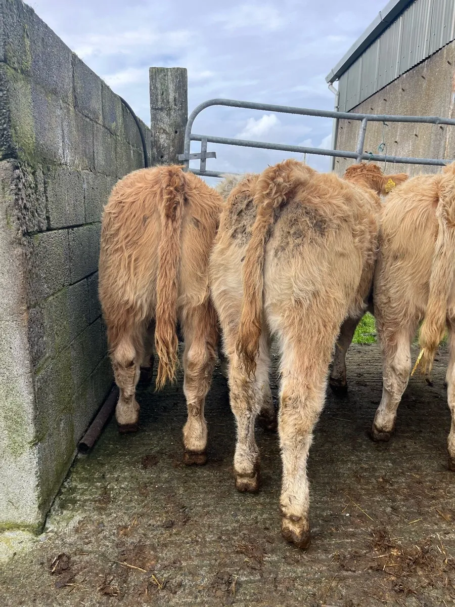 8 U grade weanling heifers - Image 3