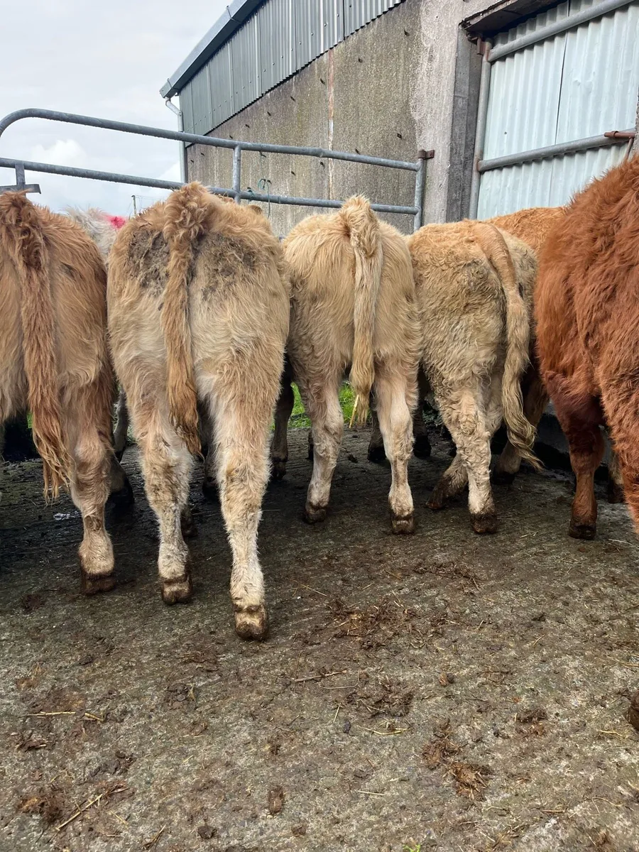 8 U grade weanling heifers - Image 4