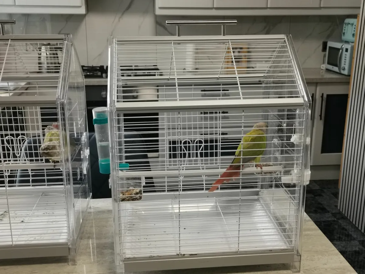 pineapple conure 5mths old - Image 3