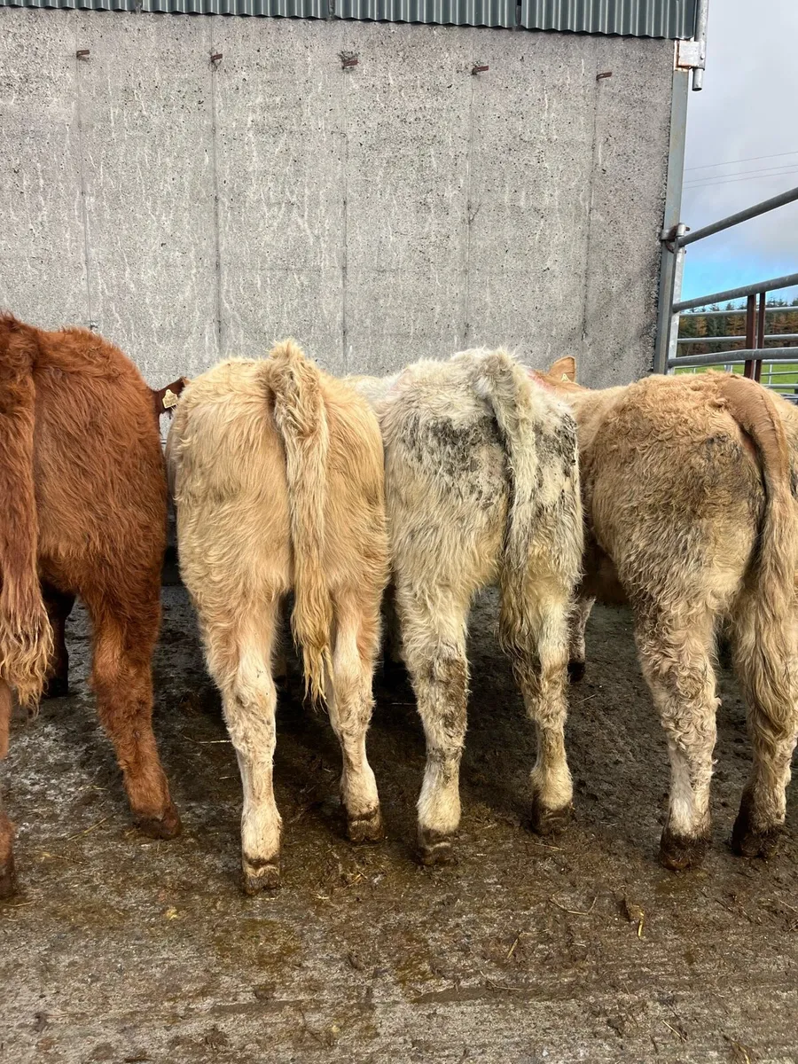15 U grade weanling heifers - Image 2