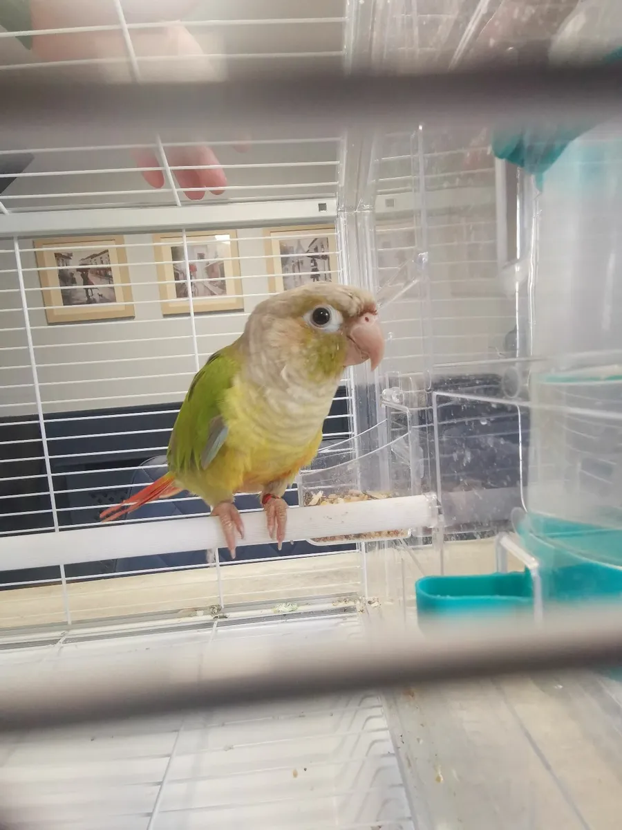 pineapple conure 5mths old - Image 4