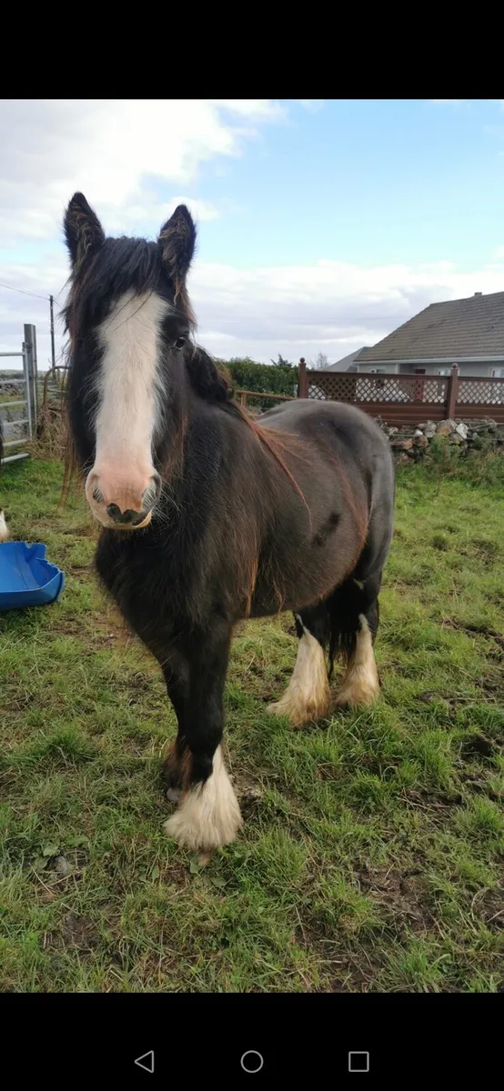 2 cob fillys - Image 4