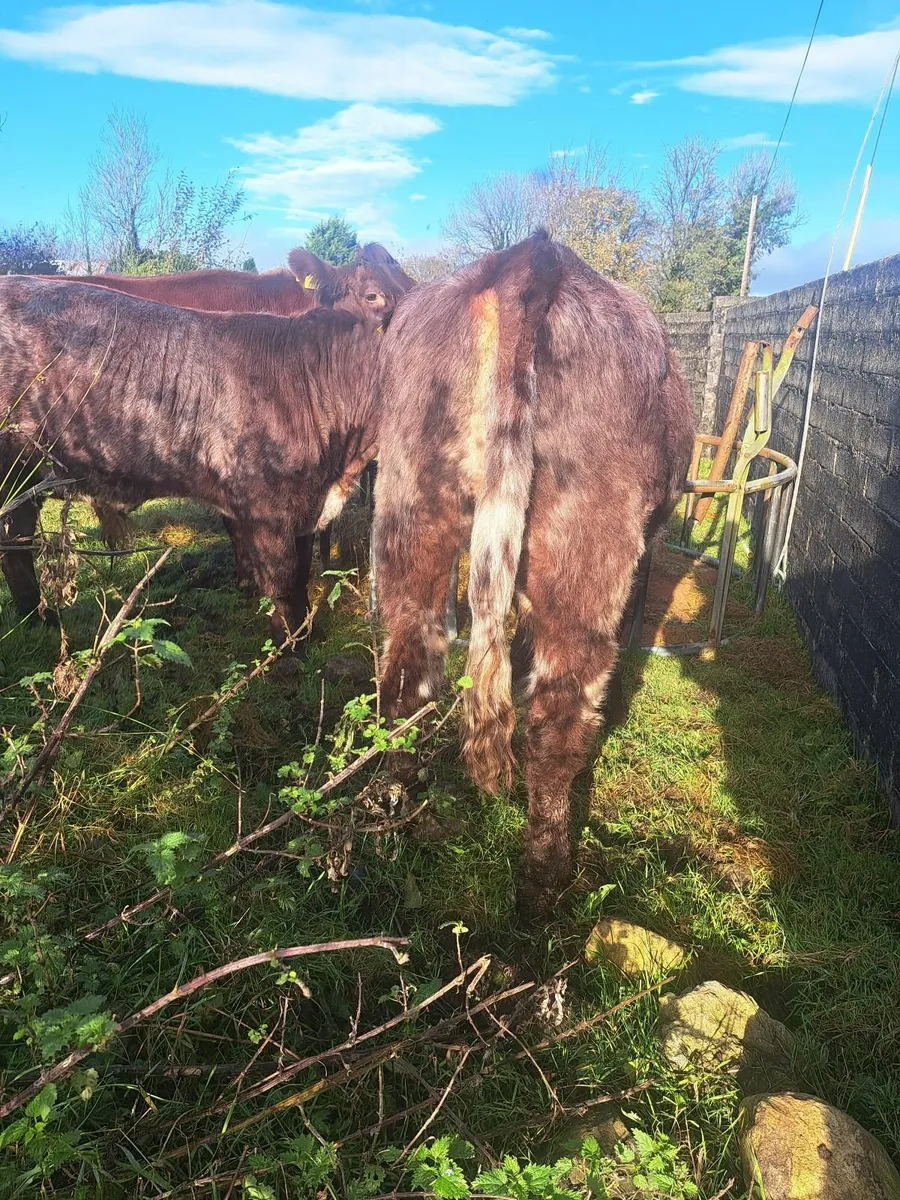 2 PB shorthorn bulls - Image 3