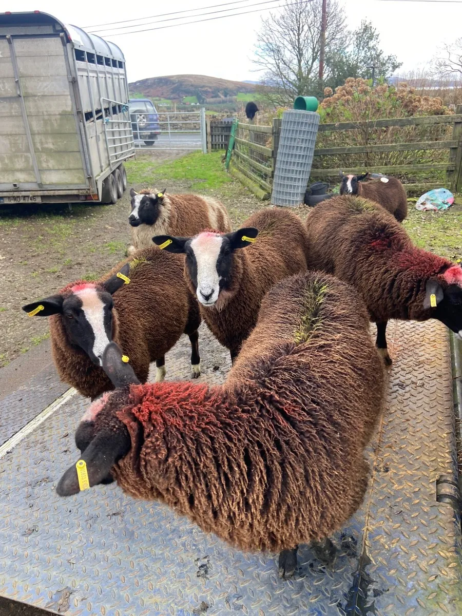 SHEEP - Image 1