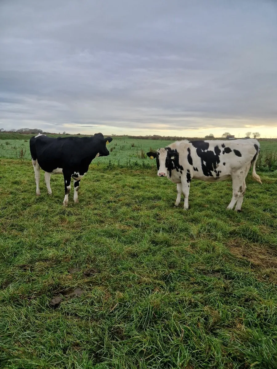 Livestock - Image 1