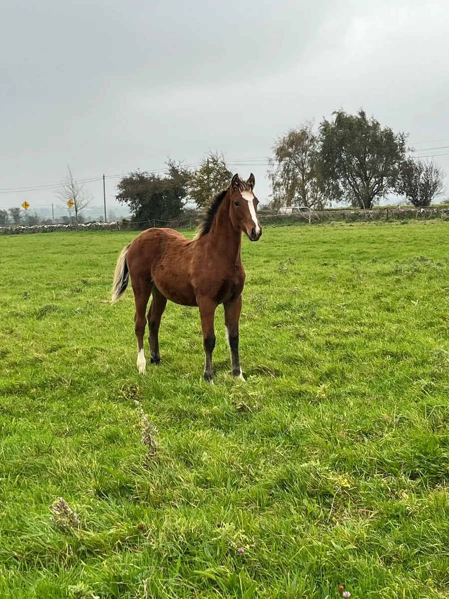 Smashing colt foal - Image 1