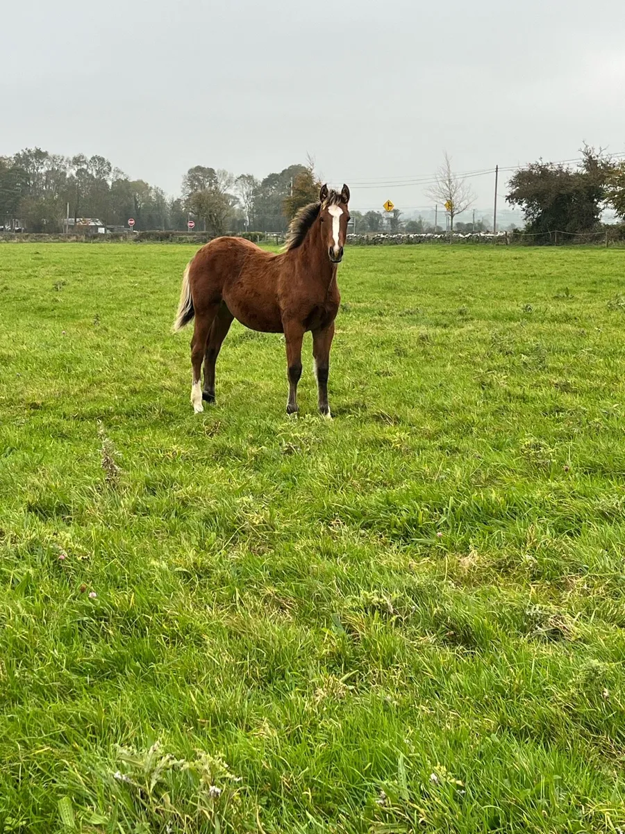 Smashing colt foal - Image 2