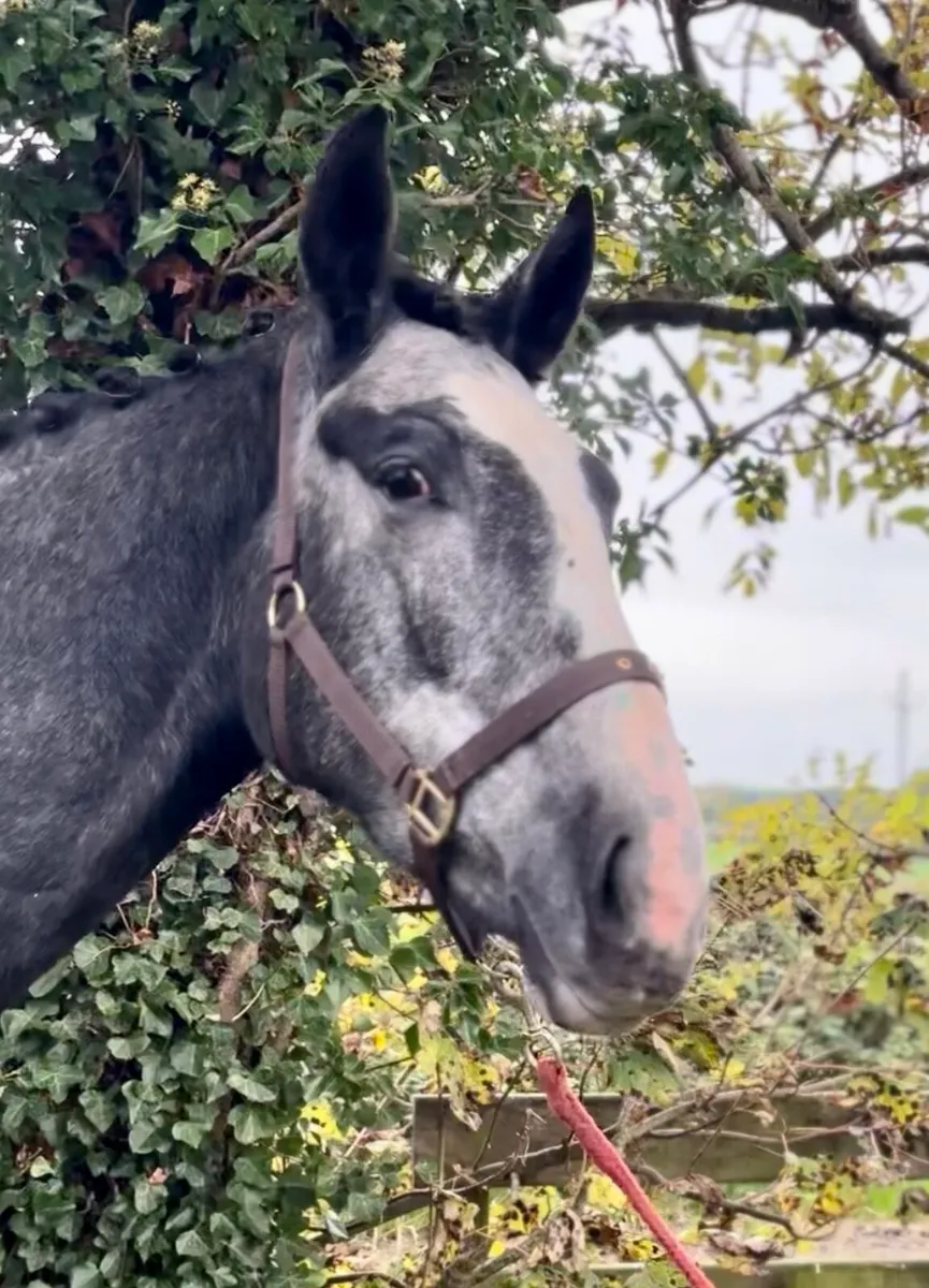Traditional Irish horse - Image 2