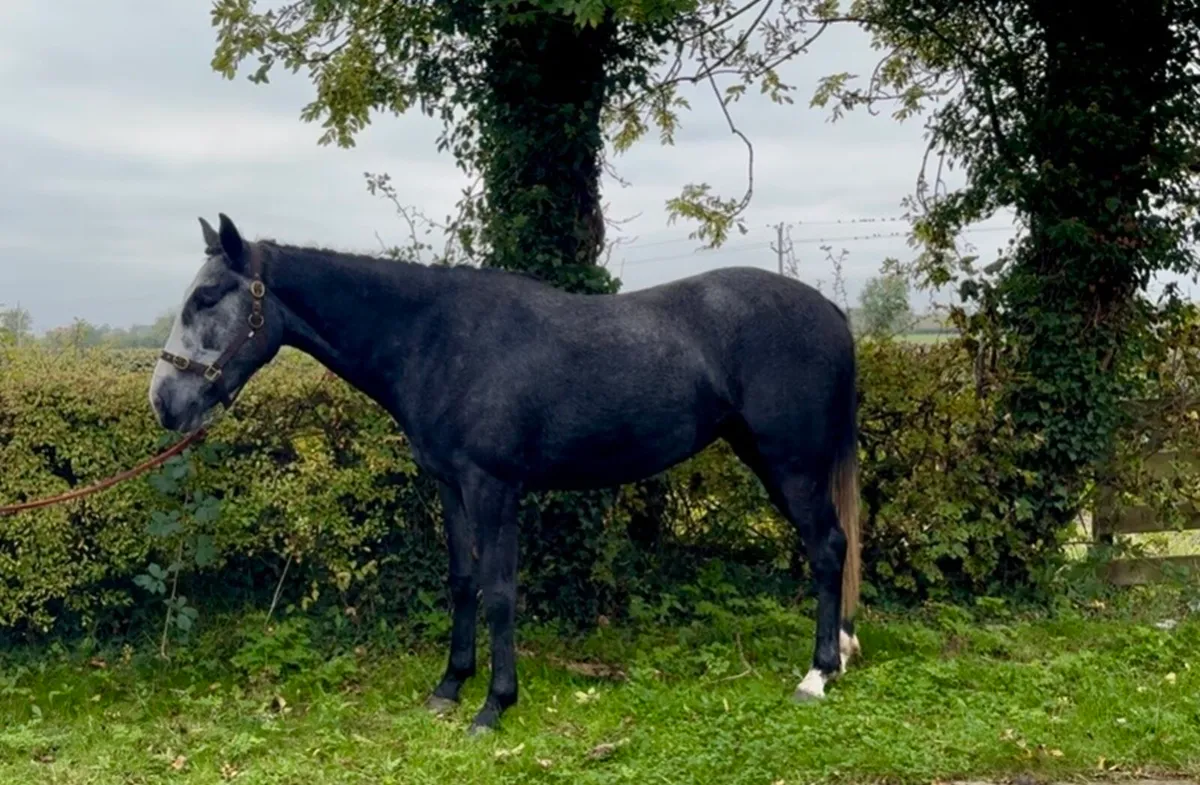 Traditional Irish horse - Image 3