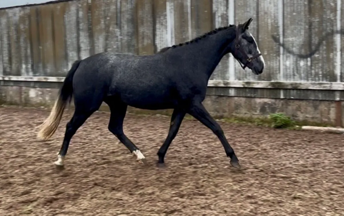 Traditional Irish horse - Image 1