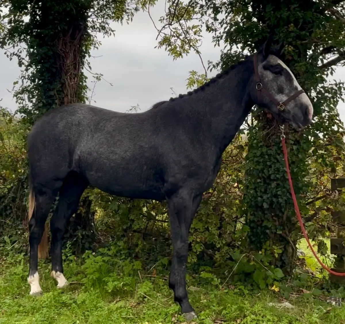 Traditional Irish horse - Image 4