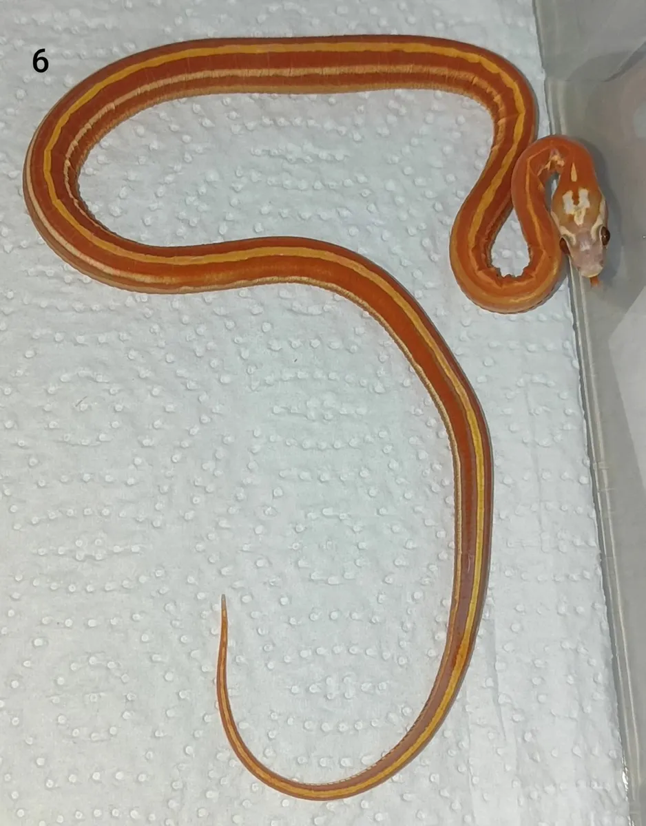 Scaleless cornsnakes - Image 1