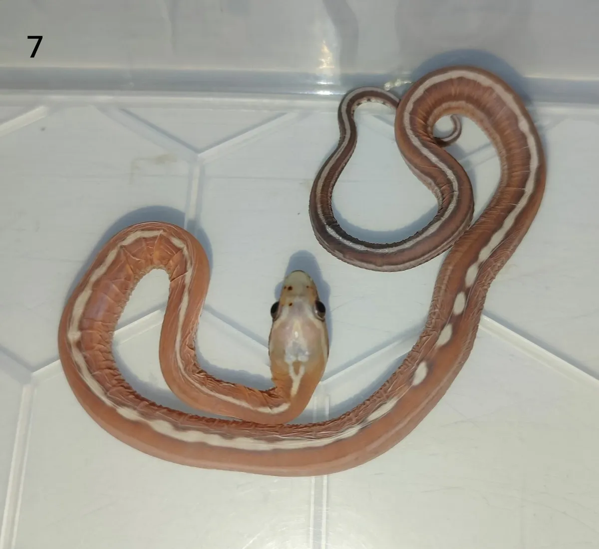 Scaleless cornsnakes - Image 2