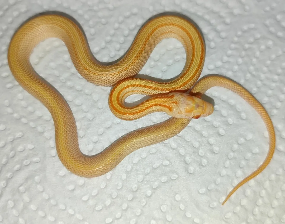 Scaleless cornsnakes - Image 3