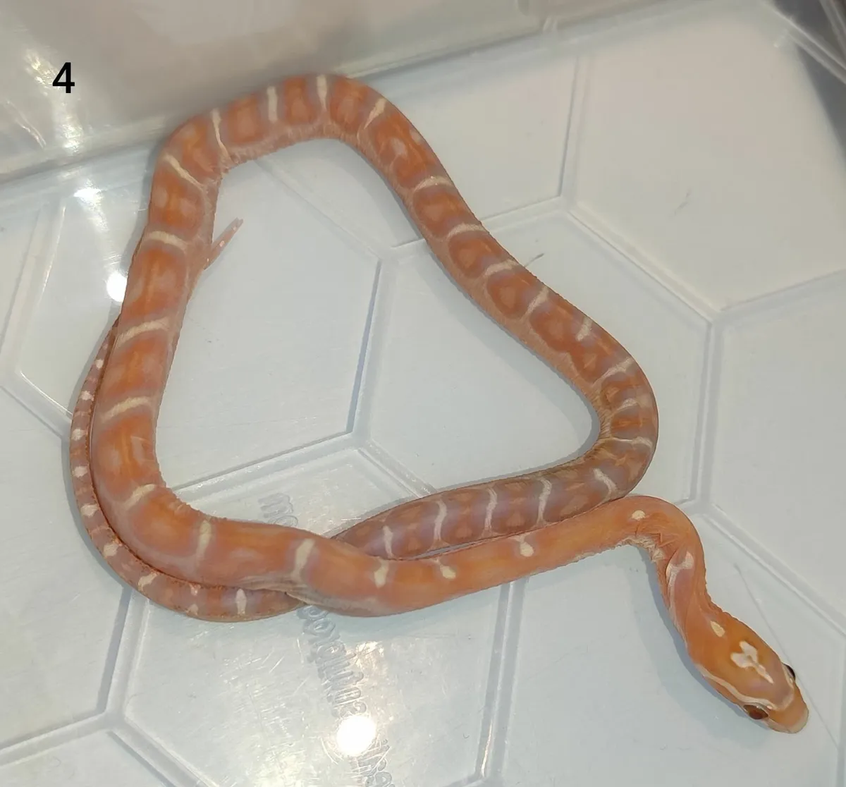 Scaleless cornsnakes - Image 4