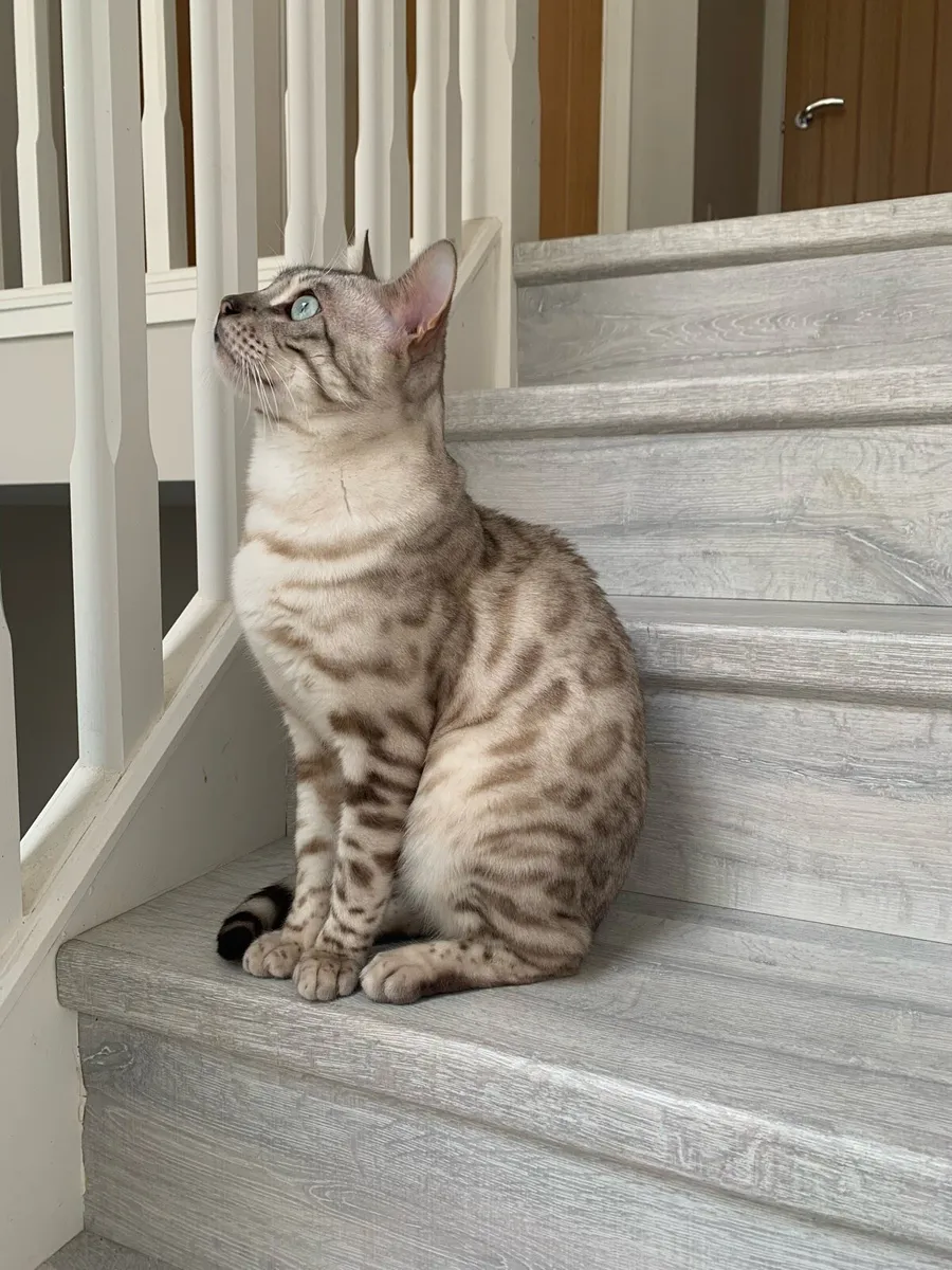 Bengal male - Image 1