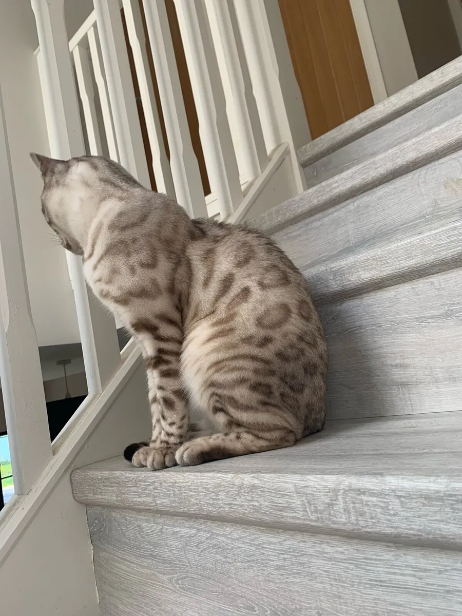 Bengal male - Image 2