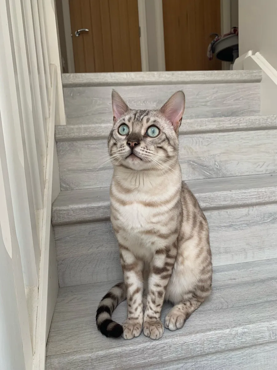Bengal male - Image 3