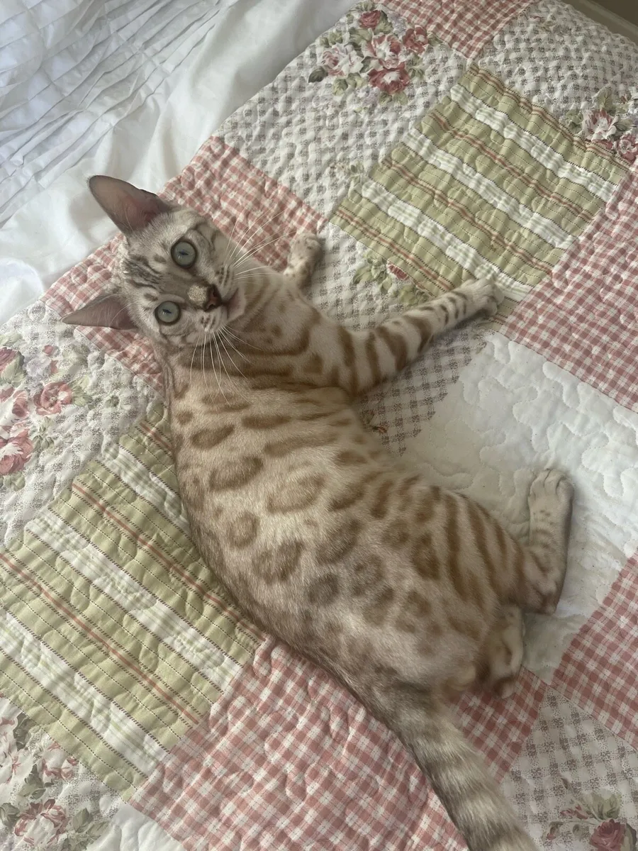 Bengal male - Image 4