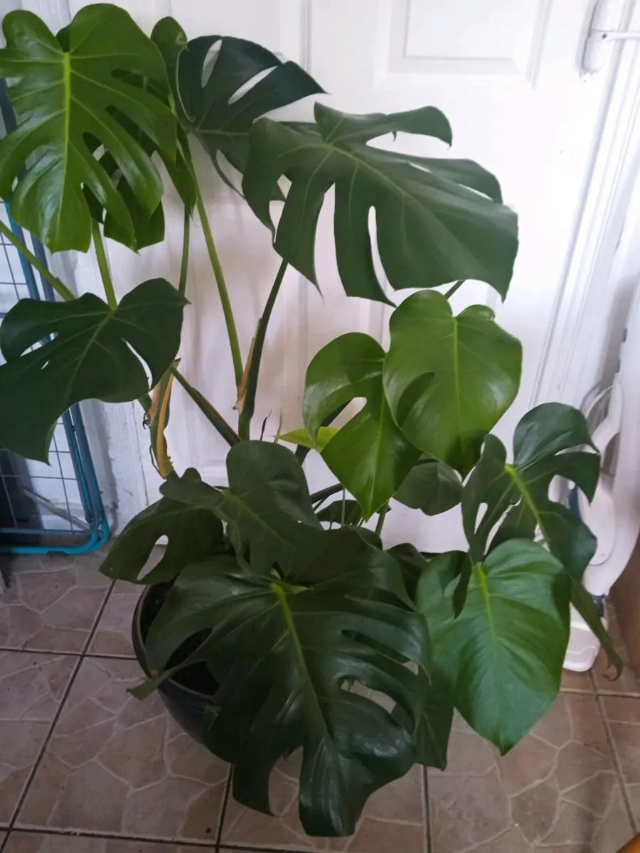 Plant - Image 1