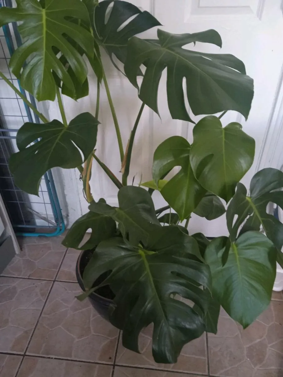 Plant - Image 2