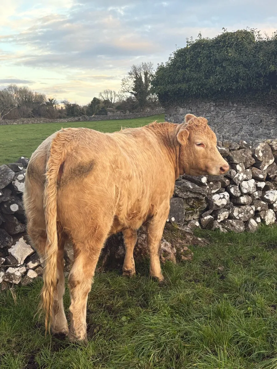 Quality Heifers for Balla Mart on Saturday 25th - Image 2