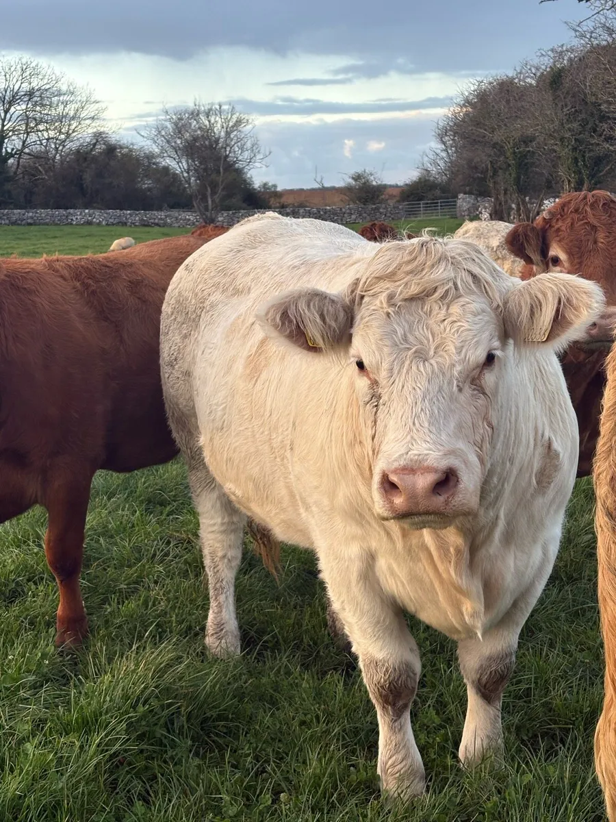 Quality Heifers for Balla Mart on Saturday 25th - Image 3