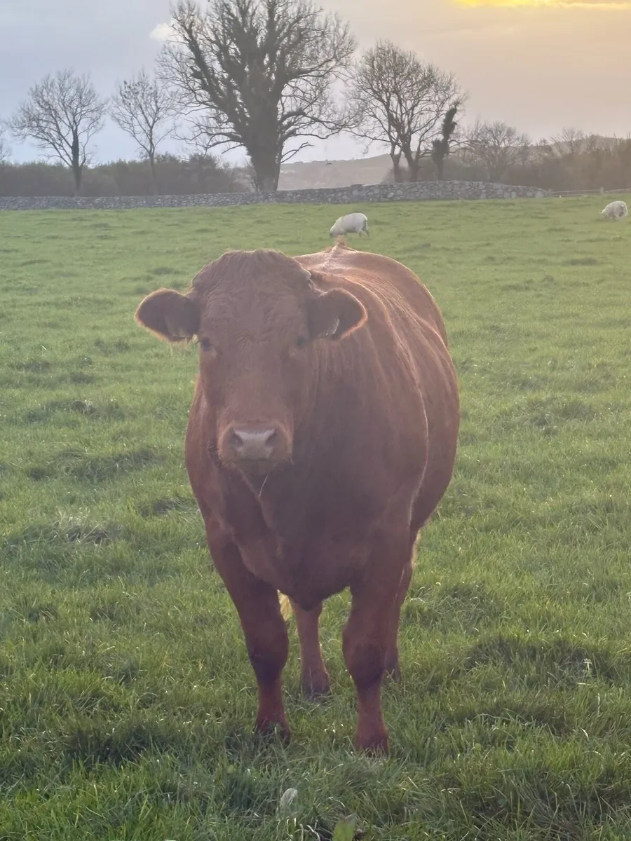Quality Heifers for Balla Mart on Saturday 25th - Image 4
