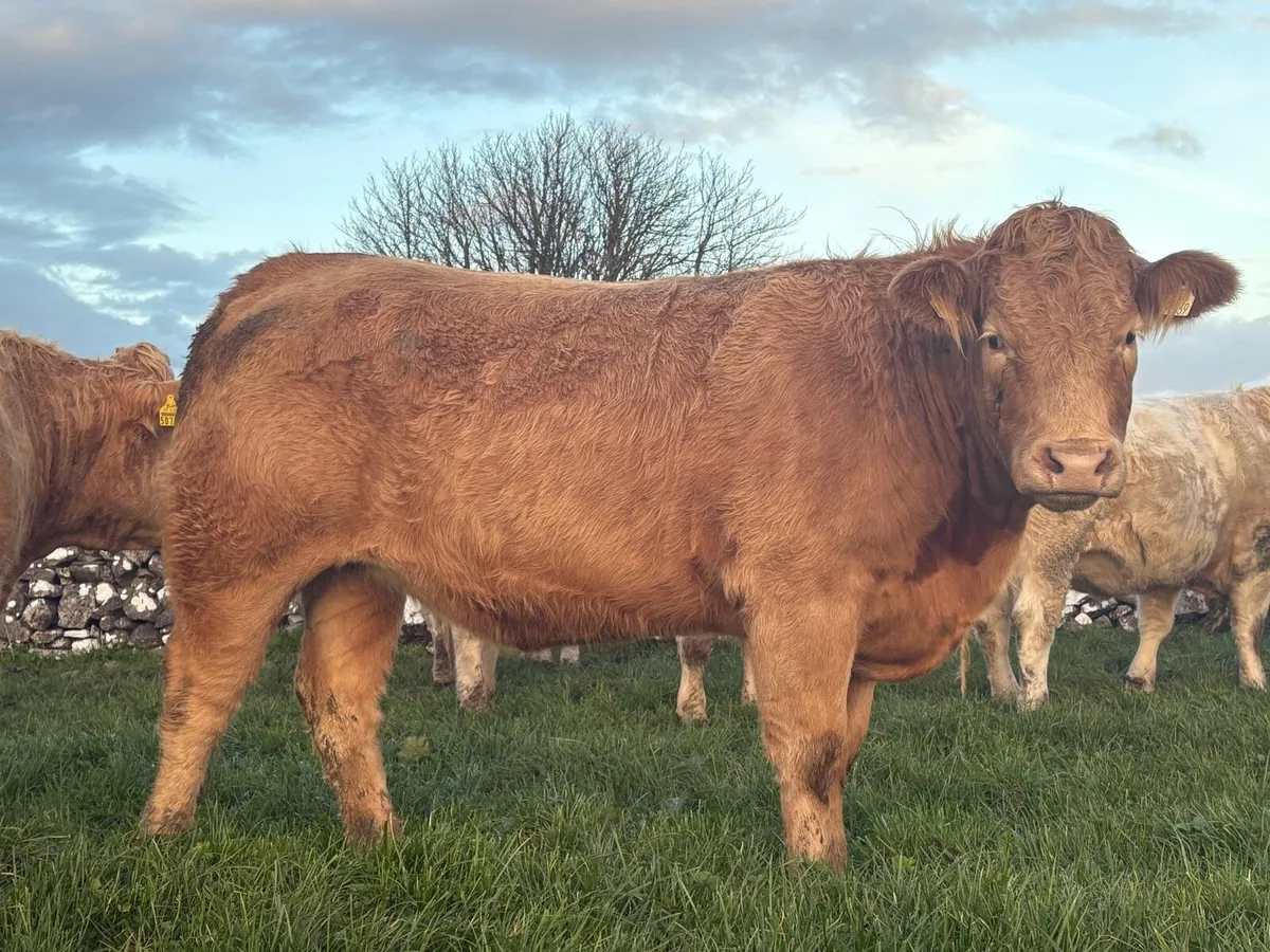 Quality Heifers for Balla Mart on Saturday 25th - Image 1