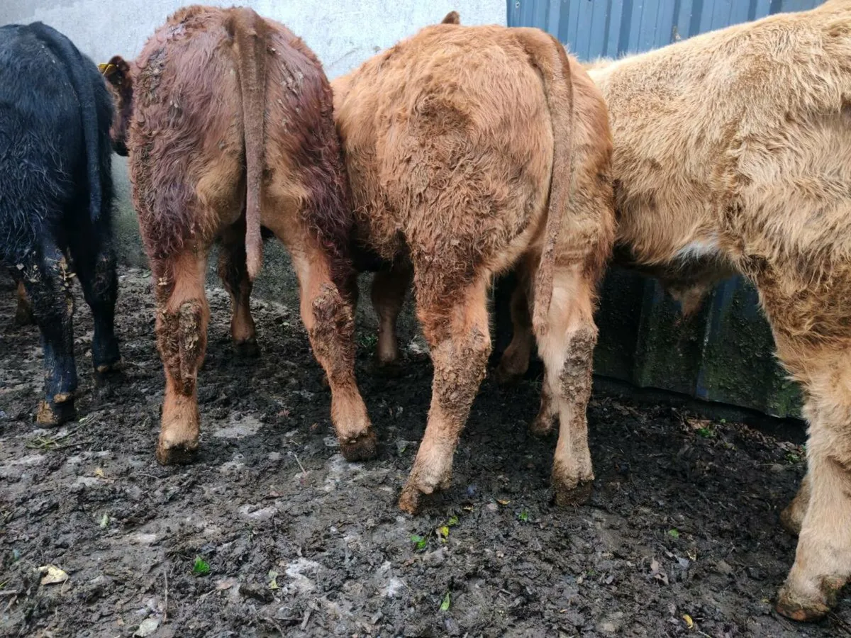 10 U Grade Bull Weanlings. - Image 1
